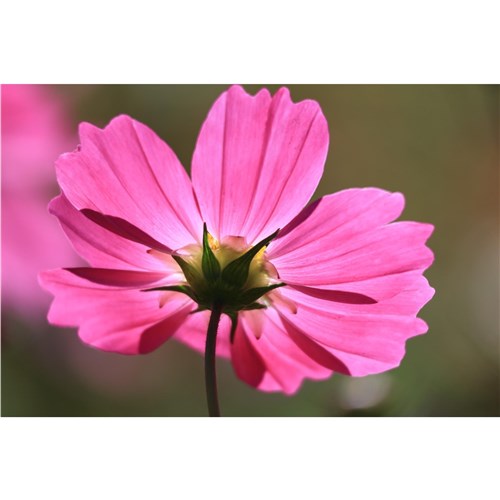 Canon RF-S 55-210mm f/5-7.1 IS STM Camera Lens